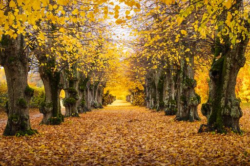 An autumn view of a tree alley with light yellow leaves and giant trees under a bright daylight