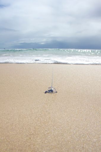 The blue jellyfish on the sand and the sea in the background