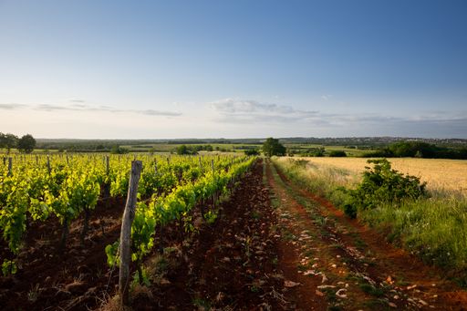 A beautiful shot of a vineyard in Istria, Croatia under a clear blue sky