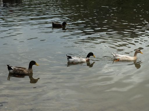 a beautiful shot of four ducks swimming in the calm water during daytime