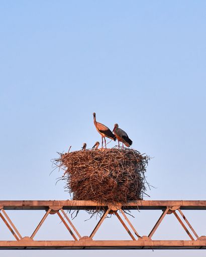 A vertical shot of a stork family resting on their nest on a blue day