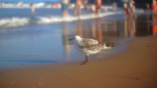 A seagull standing on a sunny beach looking towards the sea