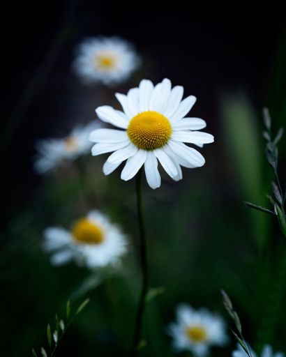 A vertical shot of a beautiful white daisy surrounded by a green nature -perfect for wallpaper