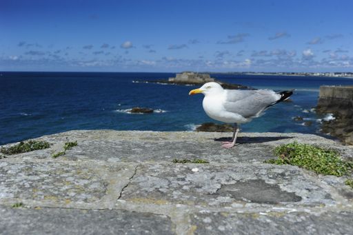 A white seagull perched on the ground in Saint-Malo port city in Brittany, France