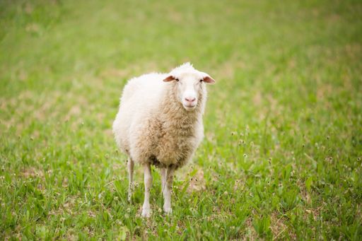 A horizontal shot of an adorable white sheep standing in a field and looking into the camera