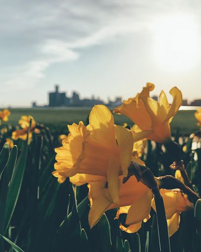 A selective of daffodil flowers in a field under the sunlight