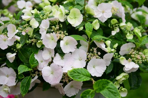 A closeup shot of hydrangea Runaway Bride flowers in the garden
