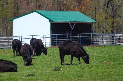 A group of black grass-fed Geef cattle in pasture