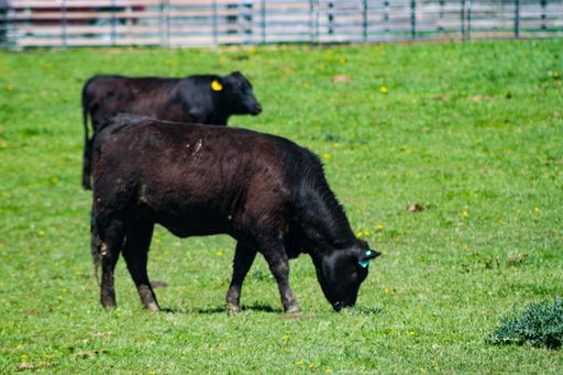 Black Grass Fed Beef Cow Grazing in Field with Head Bent Down Eating and More Cattle in the Distance