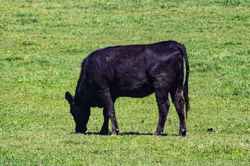 Single Black Beef Cow Bent Over Grazing on Grass Field Creating Methane Emissions Contributing to Climate Change