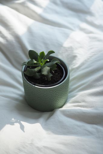 A closeup shot of the green succulent plant in the pot on the white sheet under the sunlight