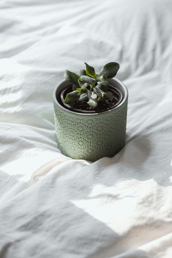 A vertical shot of a green succulent plant on the white sheet under the sunlight