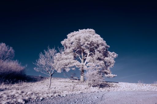 A scenic view of trees with bare branches covered with snow in the countryside in winter