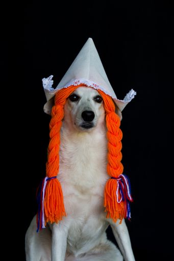 a mongrel dog with orange braids and a Dutch hat, celebrating the Koningsdag