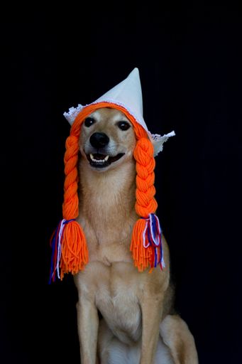 a mongrel dog with orange braids and a Dutch hat, celebrating the Koningsdag