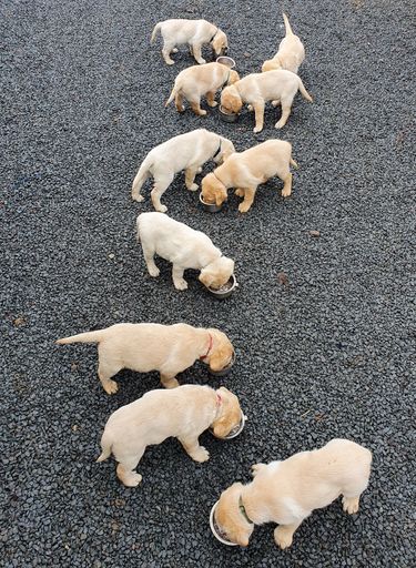 A high-angle shot of many Labrador Retriever puppies eating from bowls in the street