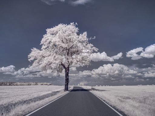 A chilling view of snow-covered tree and road in the countryside during winter