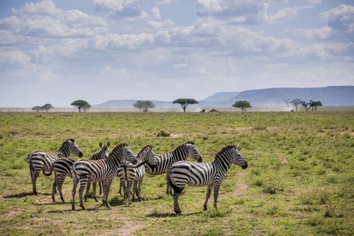 A group of zebras in a field in Tanzania, Africa