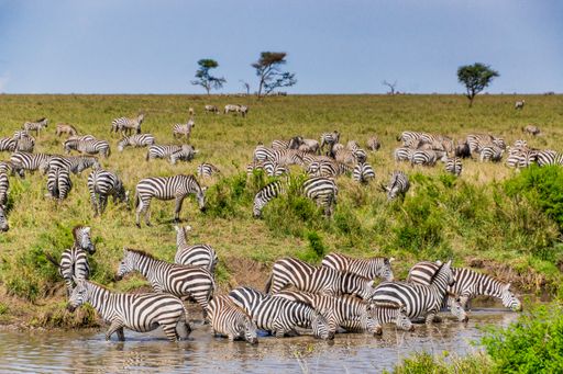 A group of zebras drinking water from a river under the blue sky in Tanzania, Africa