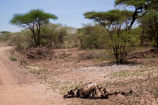 An animal corpse beside a road in Tanzania, Africa
