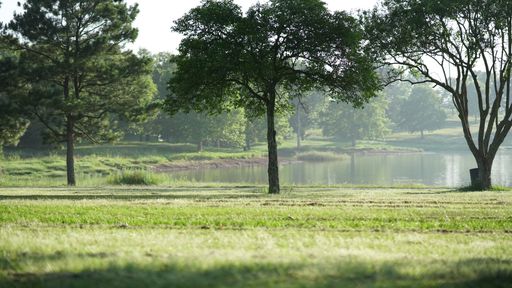 Green trees on the edge of Midmar Dam, KwaZulu Natal at sunrise
