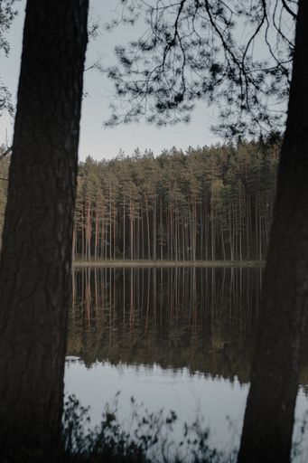 A vertical shot of a beautiful lake surrounded by a dense forest