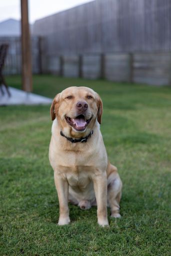 A vertical closeup shot of the yellow Labrador retriever dog sitting in the garden