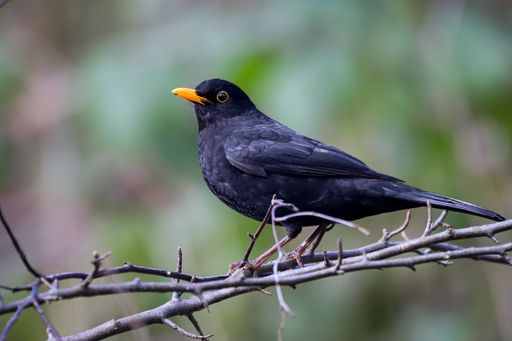 A closeup of a Common blackbird on a stick