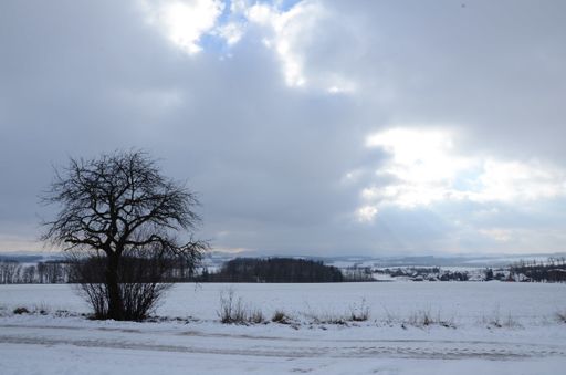A tree on a large landscape covered in snow during winter