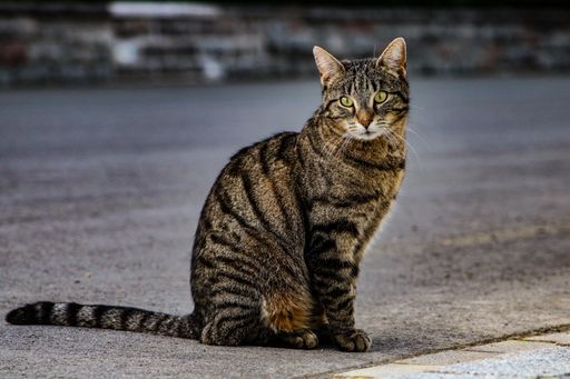 A cute striped cat sitting on a street