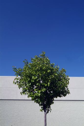 A low angle shot of a green tree on a white building and a blue sky backgrounds