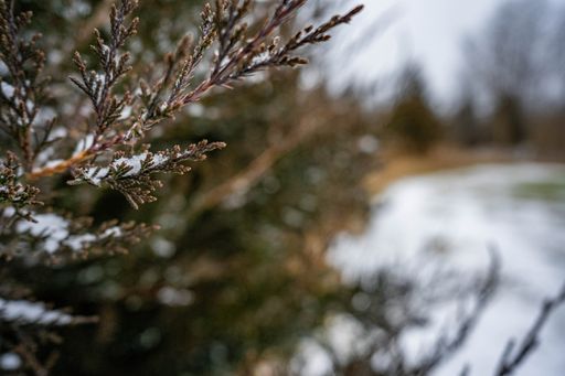 A shallow focus close-up of a tree branch covered in snow