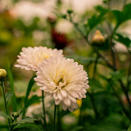 a selective shot of white Chrysanthemum white flower.