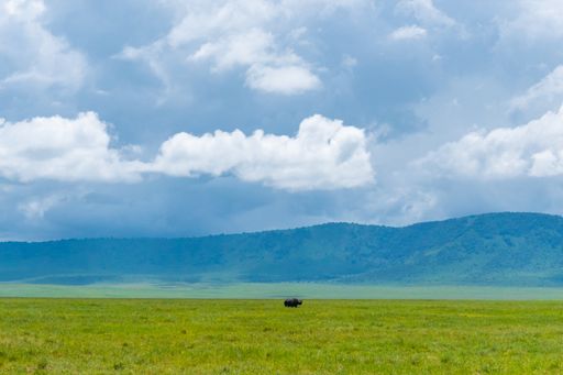 A rhino animal in the field with mountains in the background in Tanzania