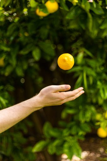 A closeup shot of a person holding a lemon in a hand in a forest