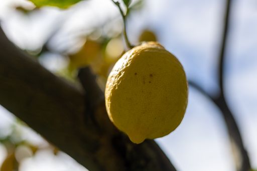 A closeup shot of lemons on a tree in a forest during the day