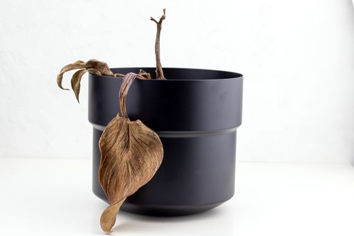 A dried houseplant in a black pot
