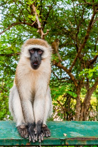 A monkey sitting on the metal fence in Tanzania