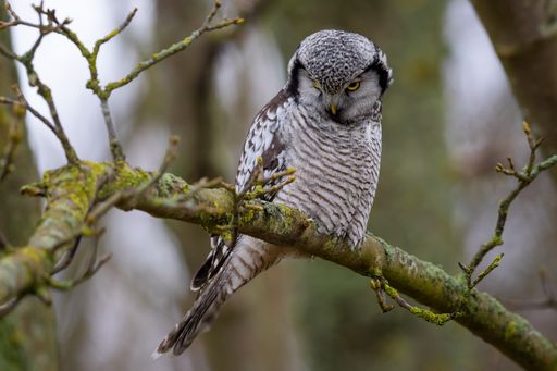 A close up of a northern hawk-owl on a tree