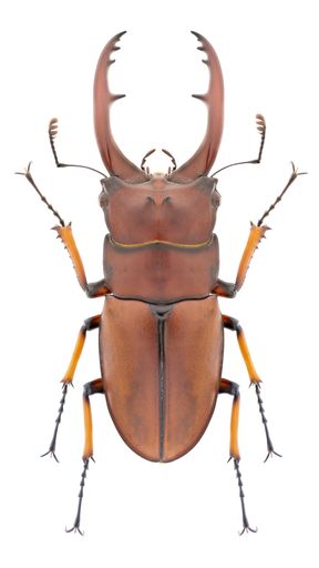 Stag beetle species Prosopocoilus astacoides, trivial name: Common Red Stag Beetle.