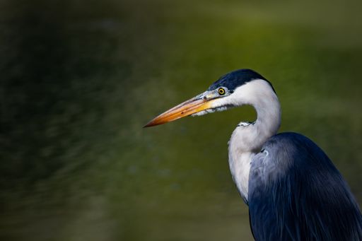 A shallow focus shot of a heron on the edge of a lake looking for a fish