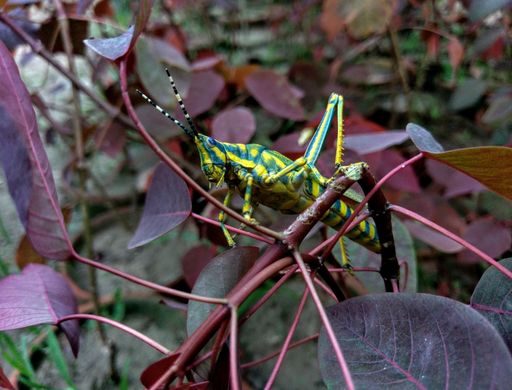 A close up shot of a yellow locust covered in turquoise straps on a tropical plant