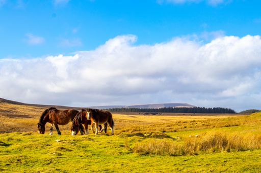 The horses on the pasture field at Trefil Quarry near dukes table in Wales, United Kingdom