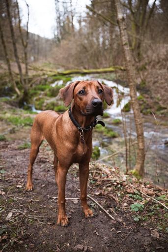 A selective of a Rhodesian Ridgeback near a waterfall