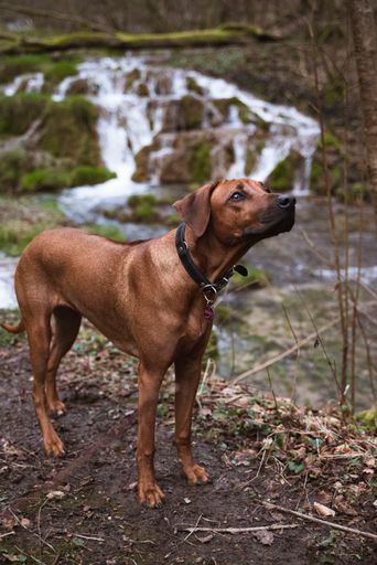 A selective of a Rhodesian Ridgeback near a waterfall