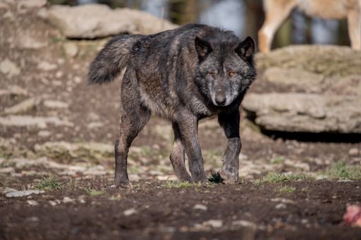 A selective focus shot of wolf in Wildpark Bad Mergentheim, Germany