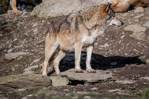 a close up shot of a Wolf in wildpark Bad Mergentheim in Germany