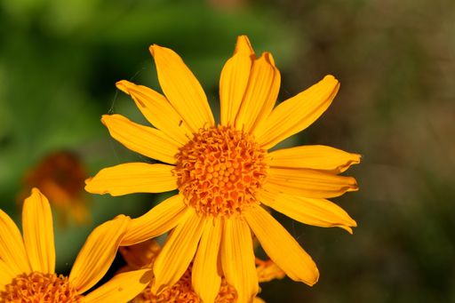 A close-up of a beautiful Arnica montana under the sunlight