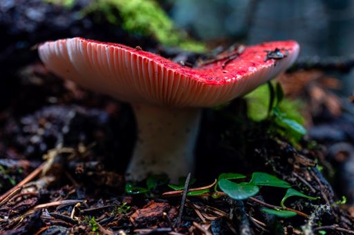 A closeup of a red mushroom in a forest