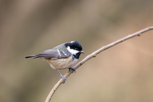 A selective focus of the small coal tit perching on the tree branch